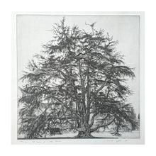 Load image into Gallery viewer, GALLI FEDERICA, Il cedro di villa Olmo, 1988