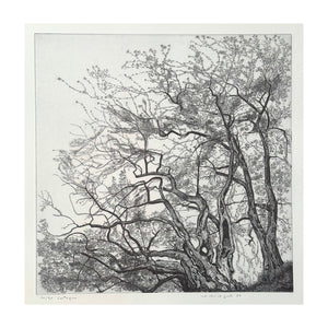 GALLI FEDERICA, Castagno, 1988