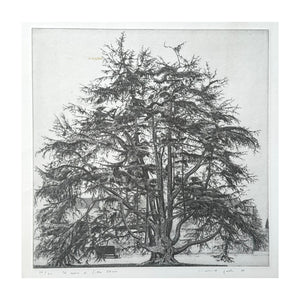 GALLI FEDERICA, Il cedro di villa Olmo, 1988