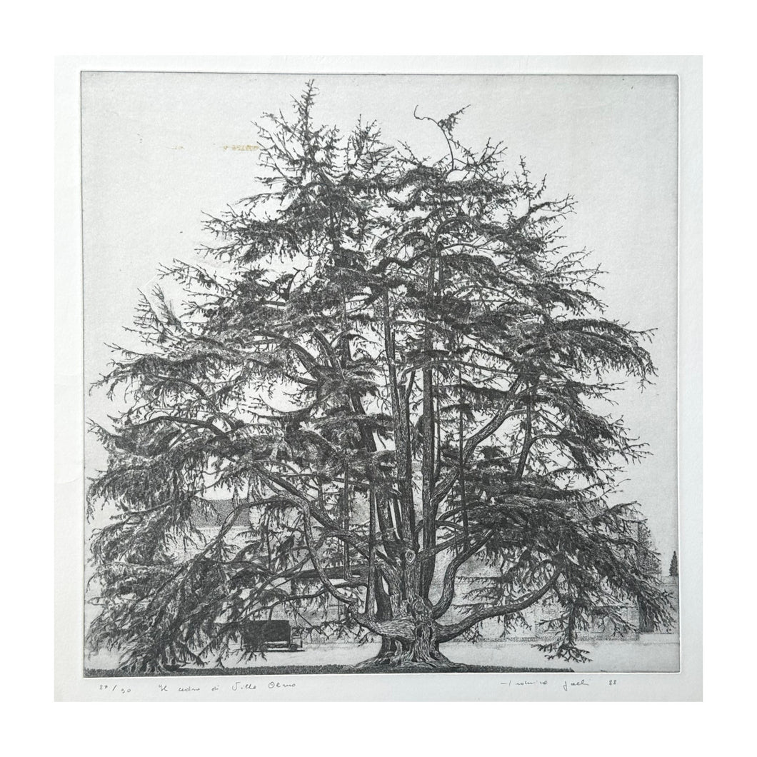 GALLI FEDERICA, Il cedro di villa Olmo, 1988