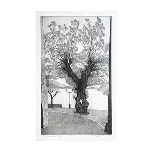 GALLI FEDERICA, L’olmo di Mergozzo, 1995