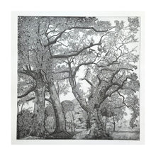Load image into Gallery viewer, GALLI FEDERICA, Parco di Racconigi, 1994
