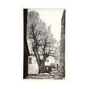 GALLI FEDERICA, Il tiglio nostrano di Sant’Orsola, 1996
