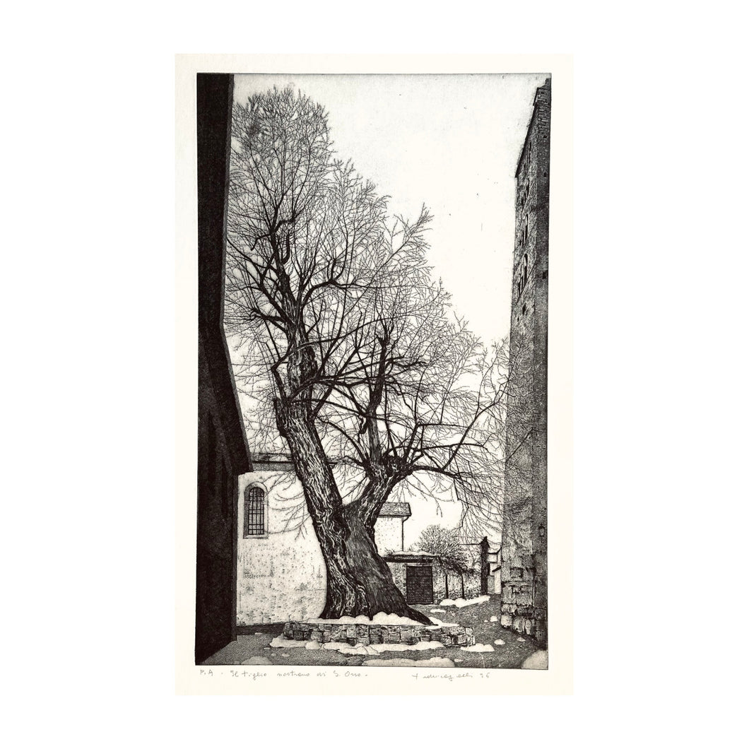 GALLI FEDERICA, Il tiglio nostrano di Sant’Orsola, 1996