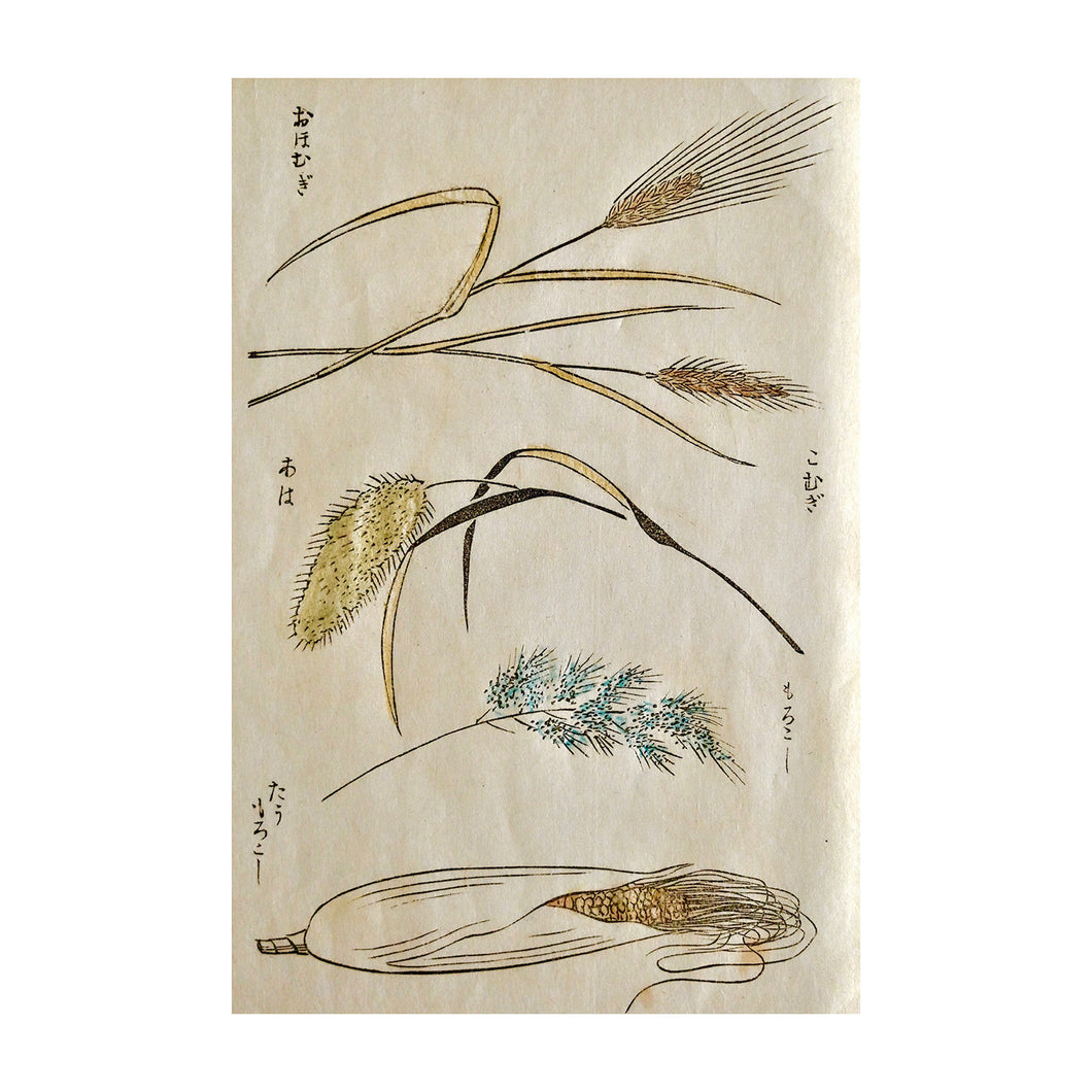BAIREI KŌNO,  Shiki no hana, Flowers of the four seasons n.11, 1890
